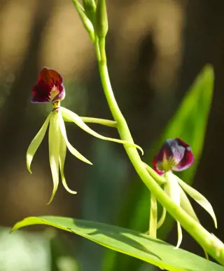 Schärfe deine Sinne im Orchideengarten von Soroa